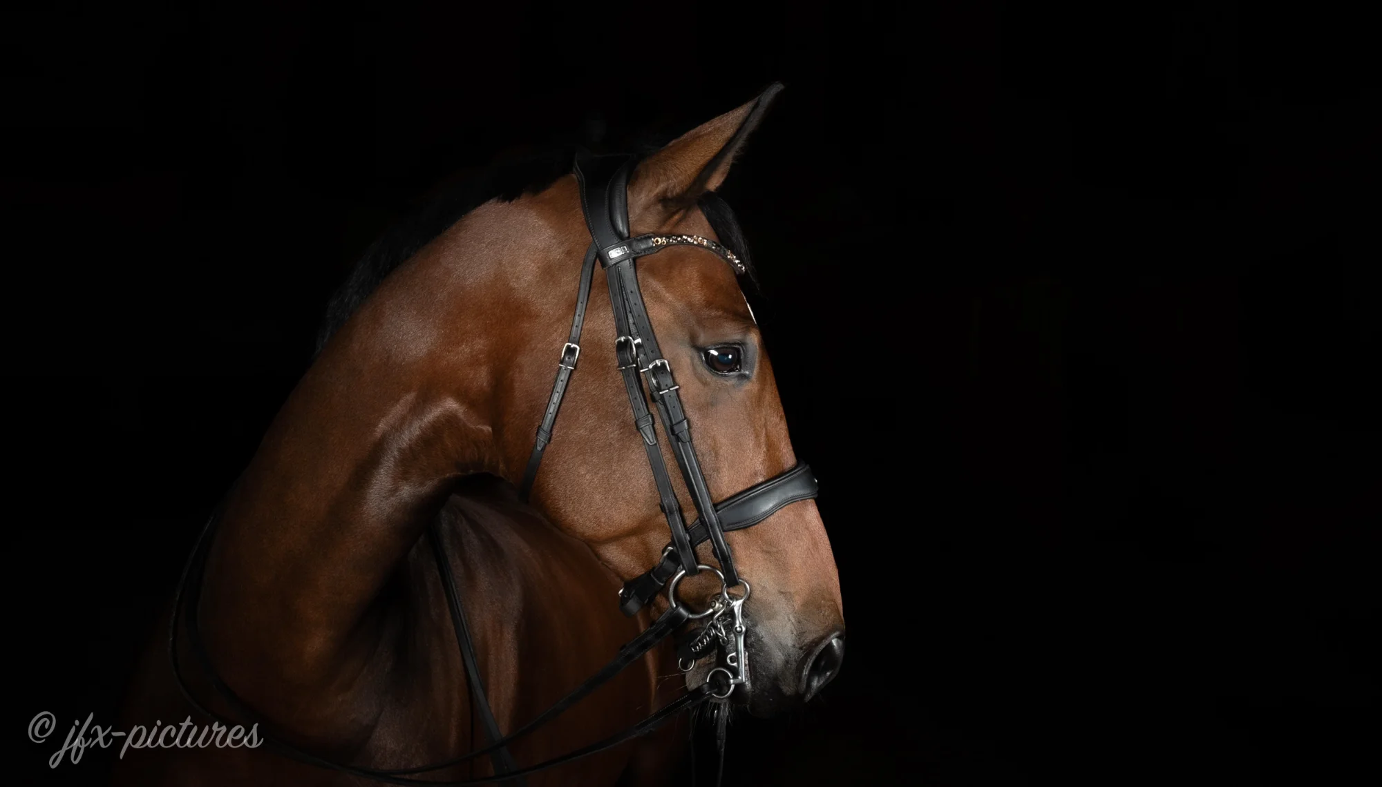 Elegantes Dressurpferd